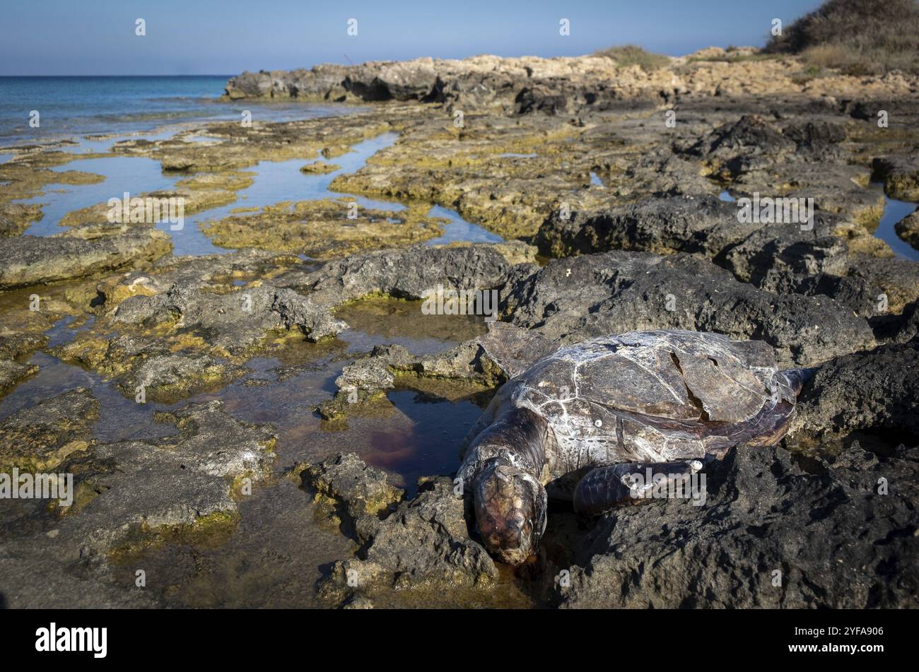 Eine tote Karettschildkröte Caretta careta an einem felsigen Strand. Protaras Zypern Stockfoto
