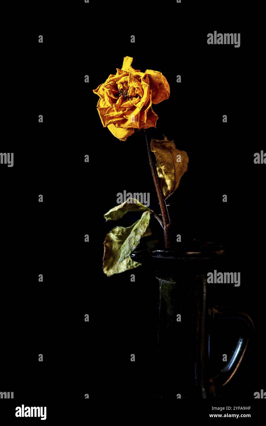 Trockene gelbe verwelkte und tote Rosenblüte auf einer Vase auf schwarzem Hintergrund Stockfoto