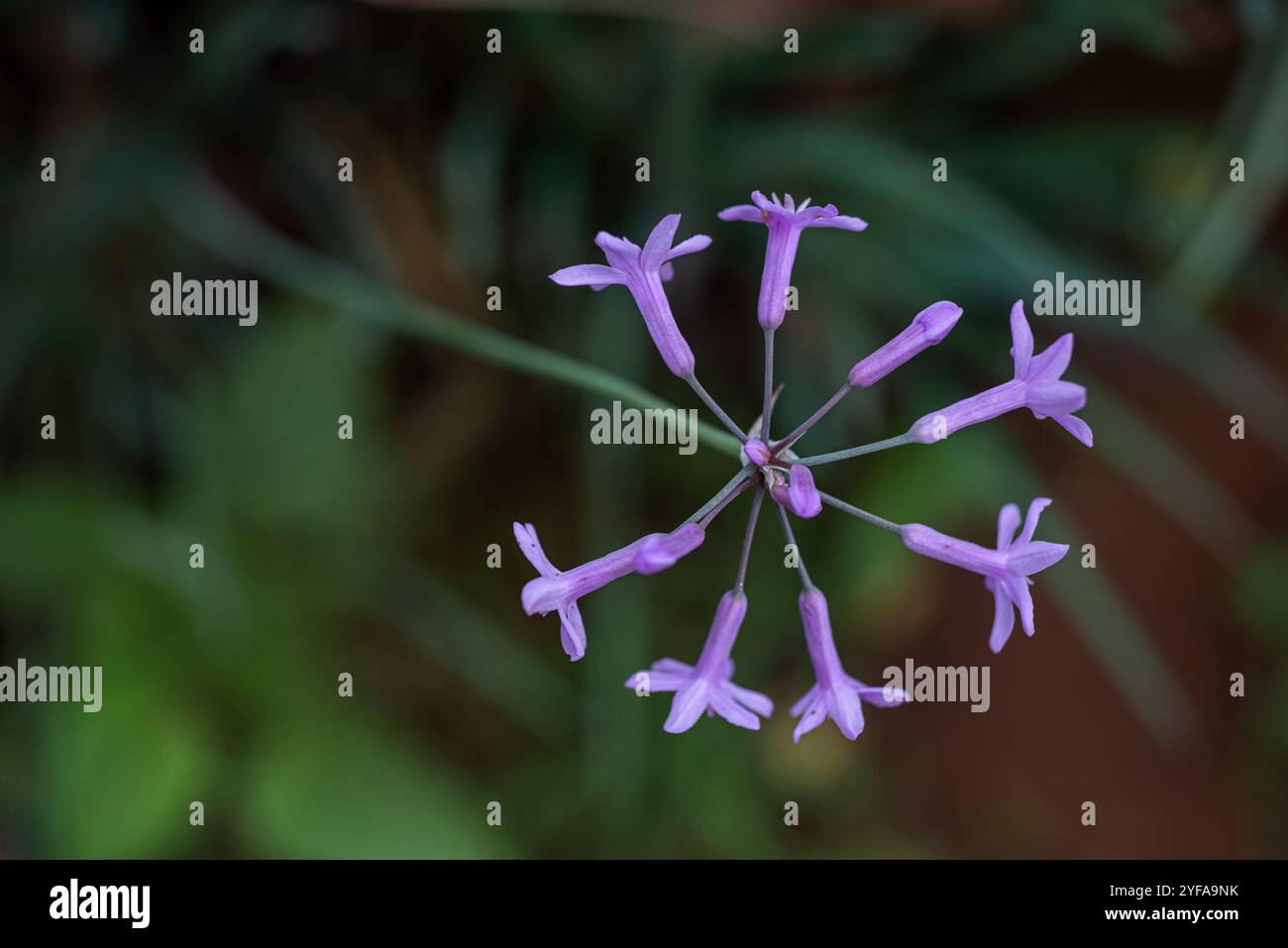 Gesellschaft Knoblauch ( Tulbaghia violacea ) - Kampala Uganda Stockfoto