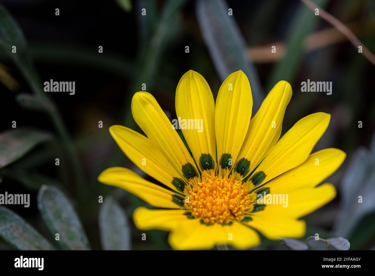 Schatzblume ( Gazania rigens ) - Kampala Uganda Stockfoto