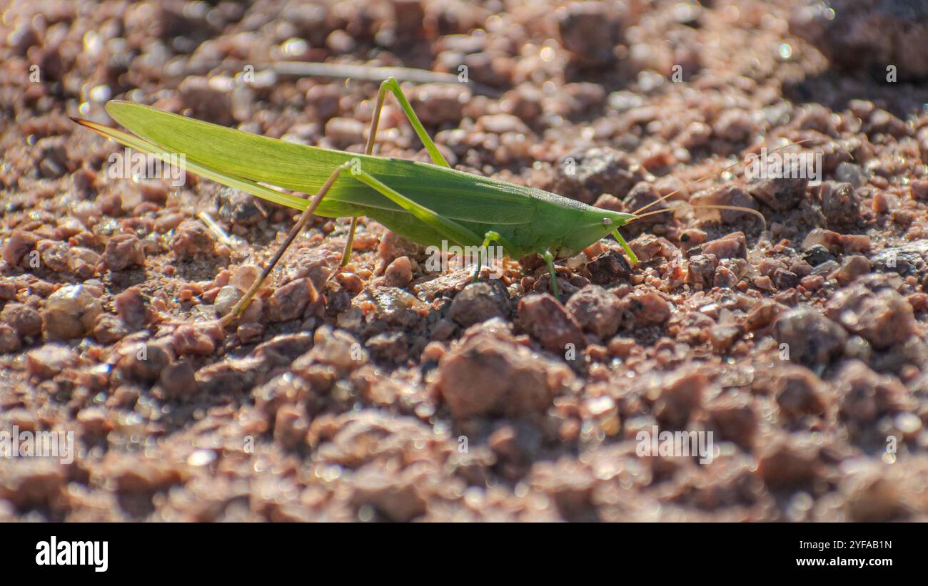bush Cricket steht auf Kies Stockfoto