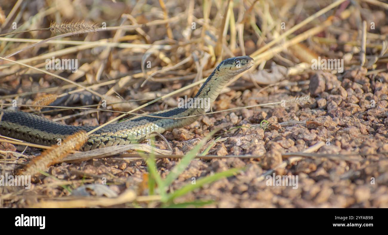 Schlange mit dem Kopf zwischen trockenem Gras und Felsen Stockfoto