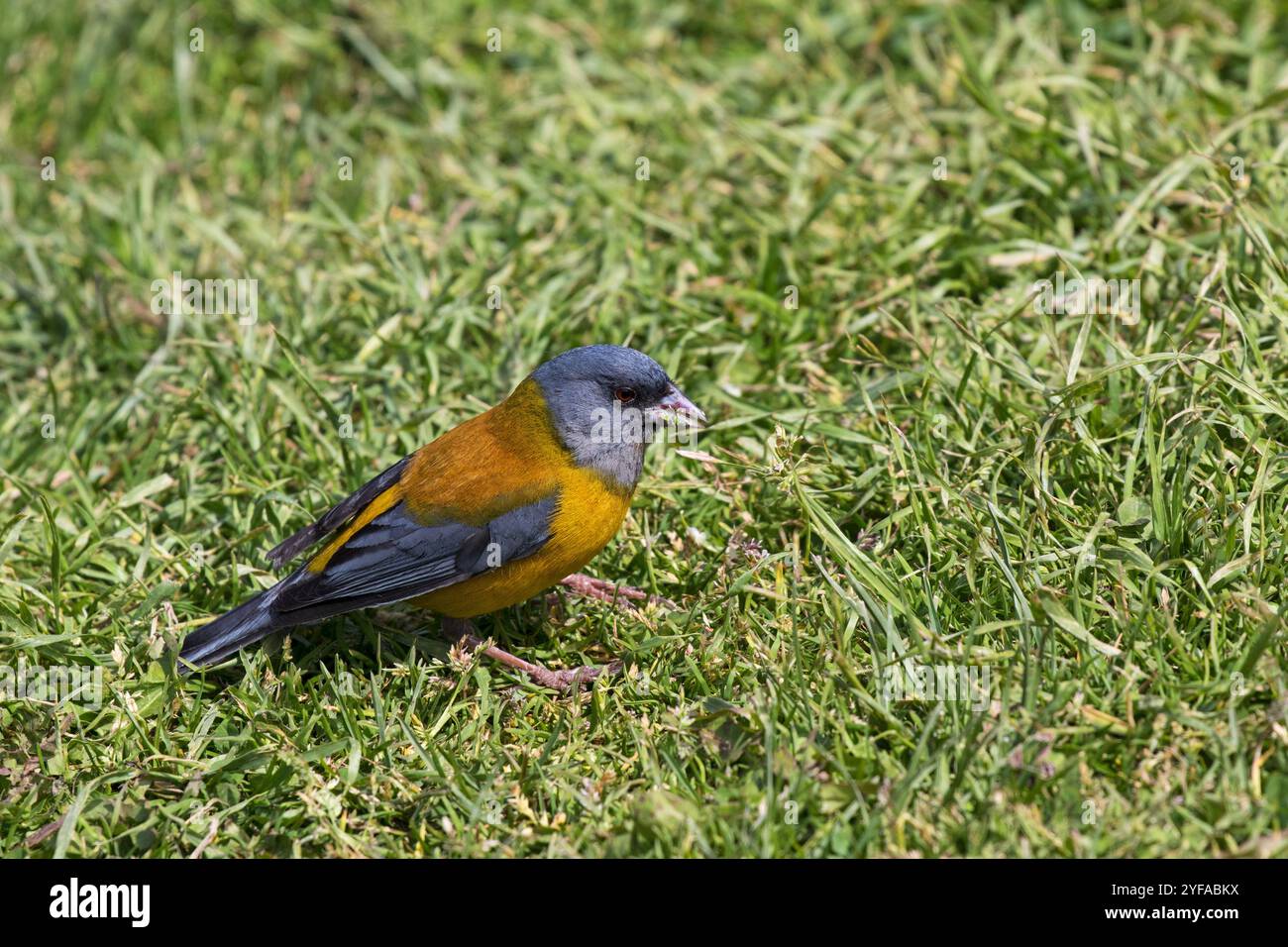 Grau - hooded Sierra finch Phrygilus gayi auf Grünland Nationalpark Torres del Paine Patagonien Chile Südamerika Dezember 2016 Stockfoto