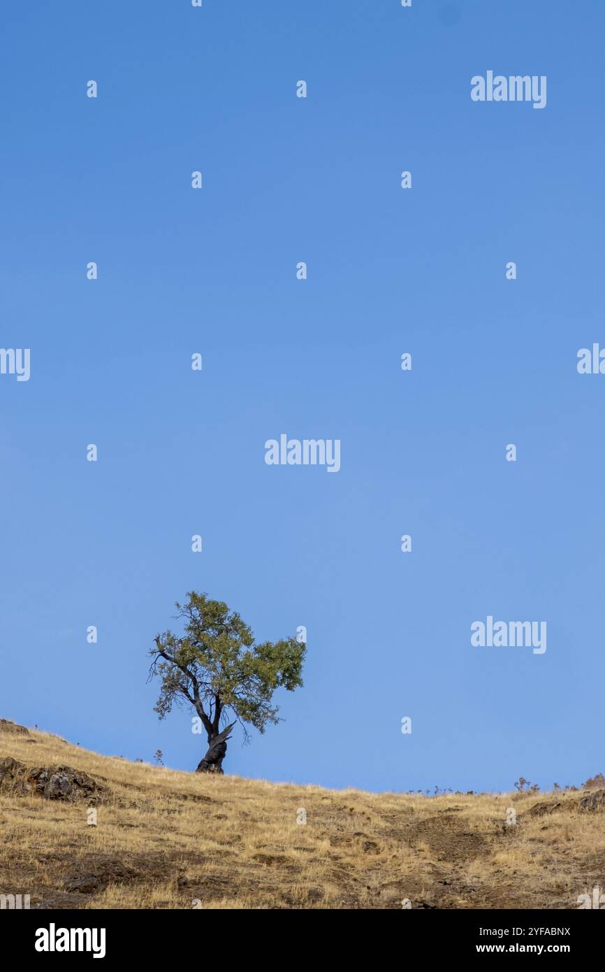 Einsamer Baum auf einem trockenen Feld gegen blauen Himmel. Zypern Ackerland Stockfoto