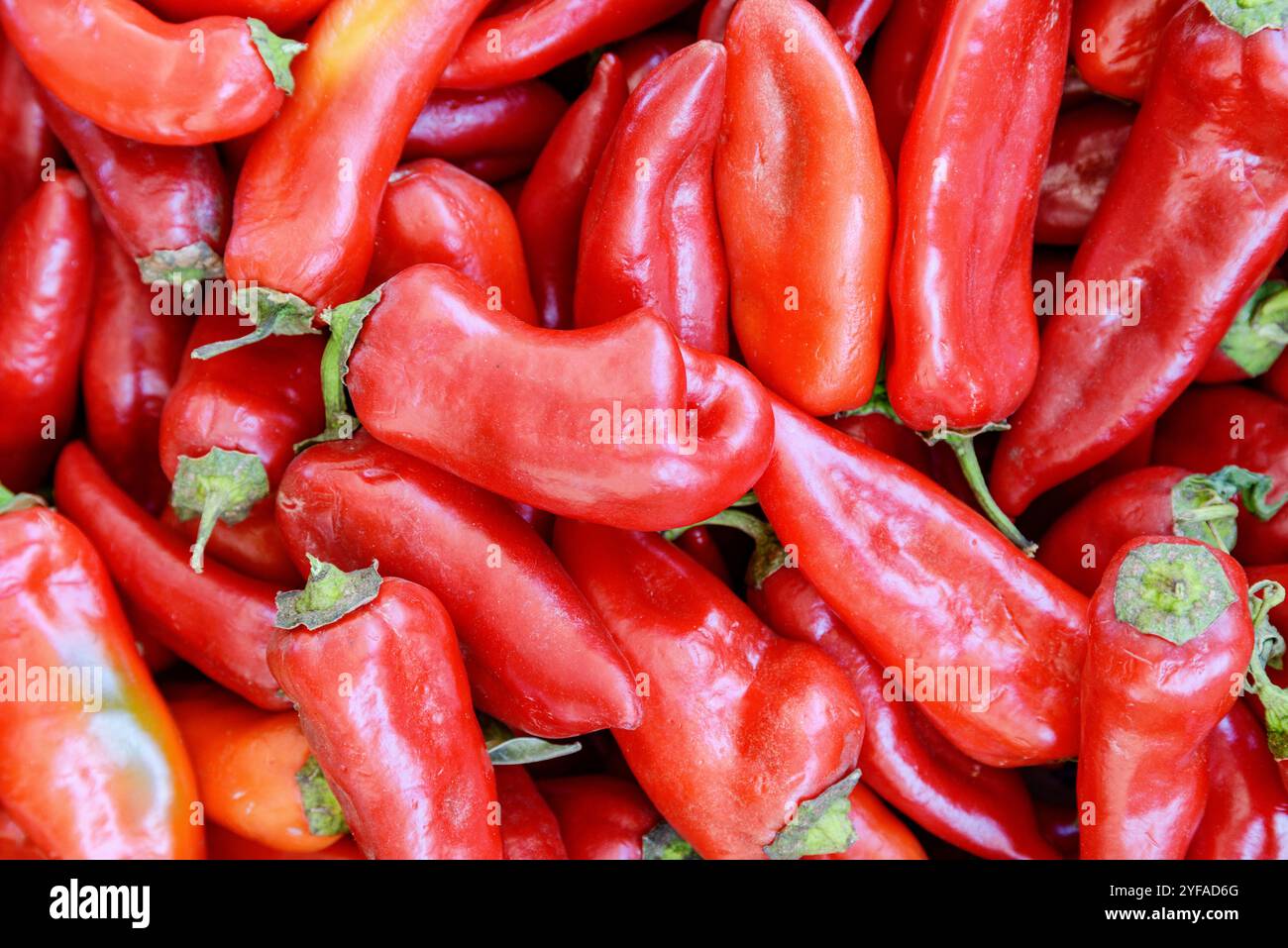 Nahaufnahme der frischen roten Paprika. Ernte von Gemüse Stockfoto
