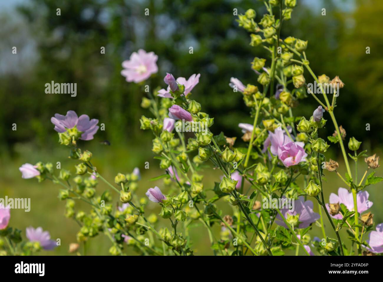 Nahaufnahme von schönen Blumen in der Sonne im Frühling. Malva häufig. Malva sylvestris. Gemeine Malve. Stockfoto