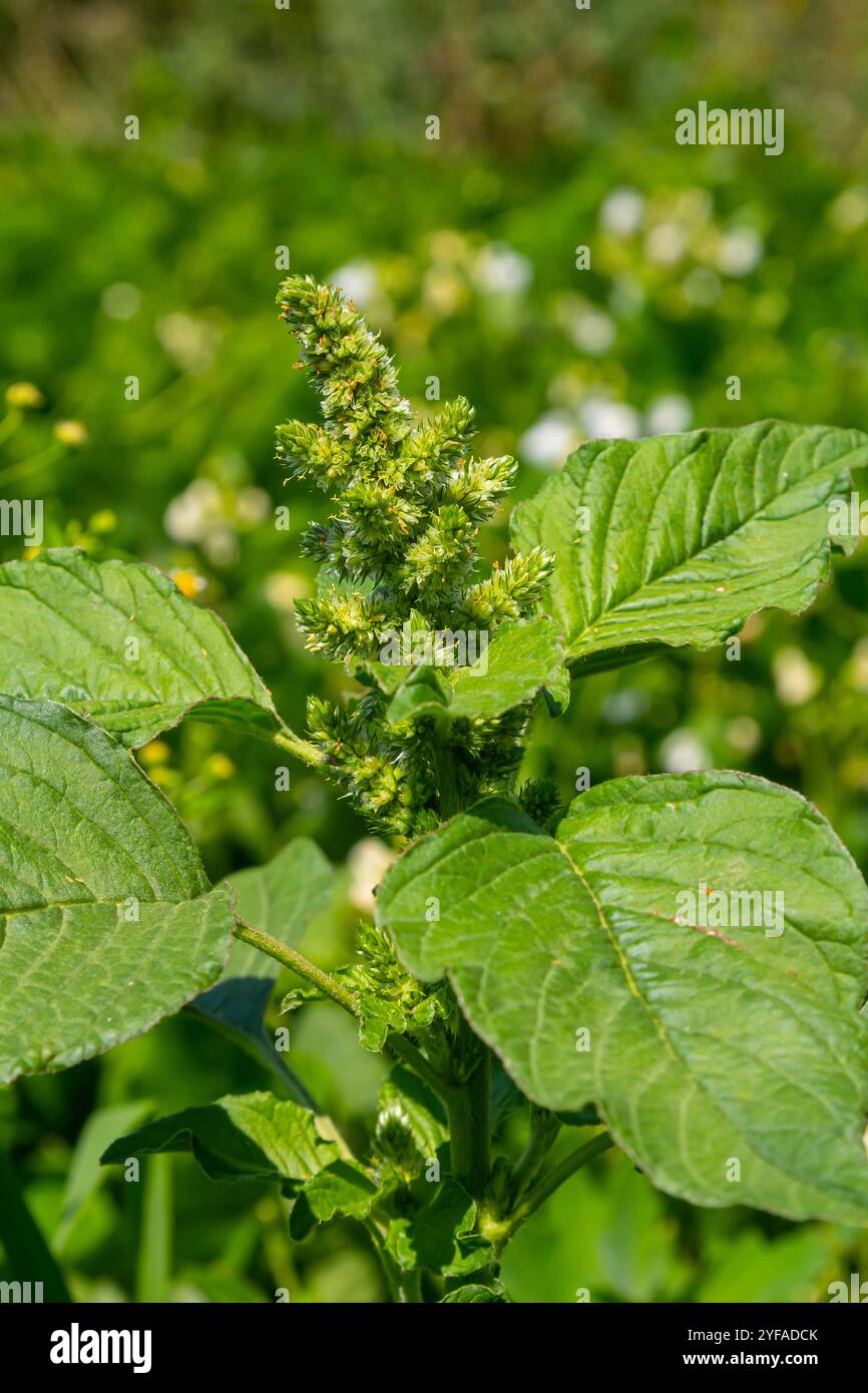 Amaranthus retroflexus, getreu einem seiner gebräuchlichen Namen, bildet ein Trommelgras. Sie kann in den Neotropen oder Zentral- und Ostnordamerika beheimatet sein. Stockfoto