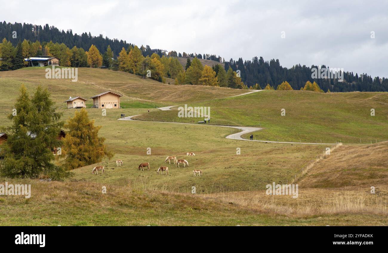 Windige Straße Chalet Holzhäuser. Menschen, die im Freien wandern. Helathy Lifestyle. Alpe di sisusi Seiser Alm Italien Stockfoto