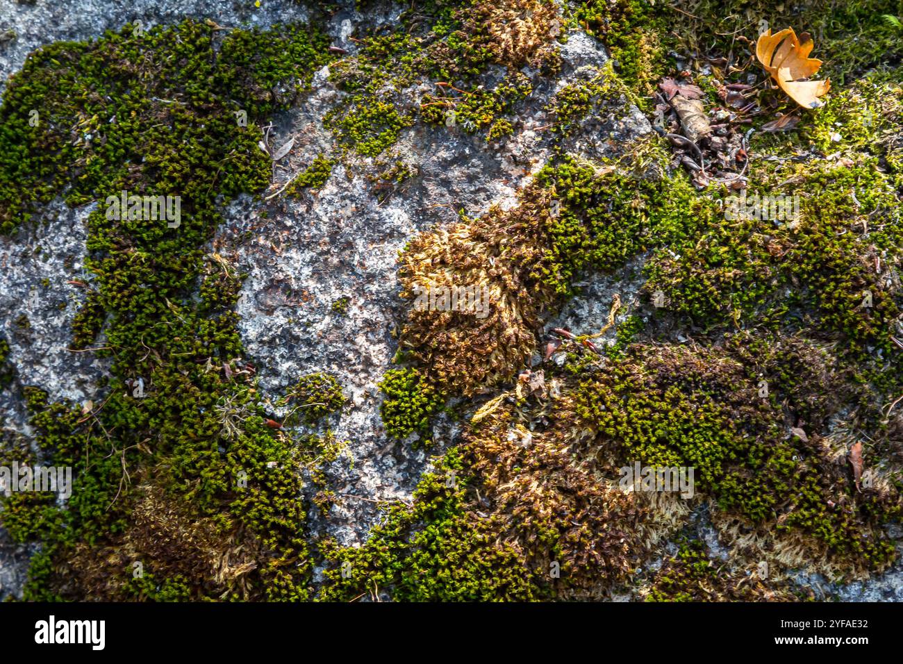 Granitmoos, in der Natur auch Steinmoos genannt. Stockfoto