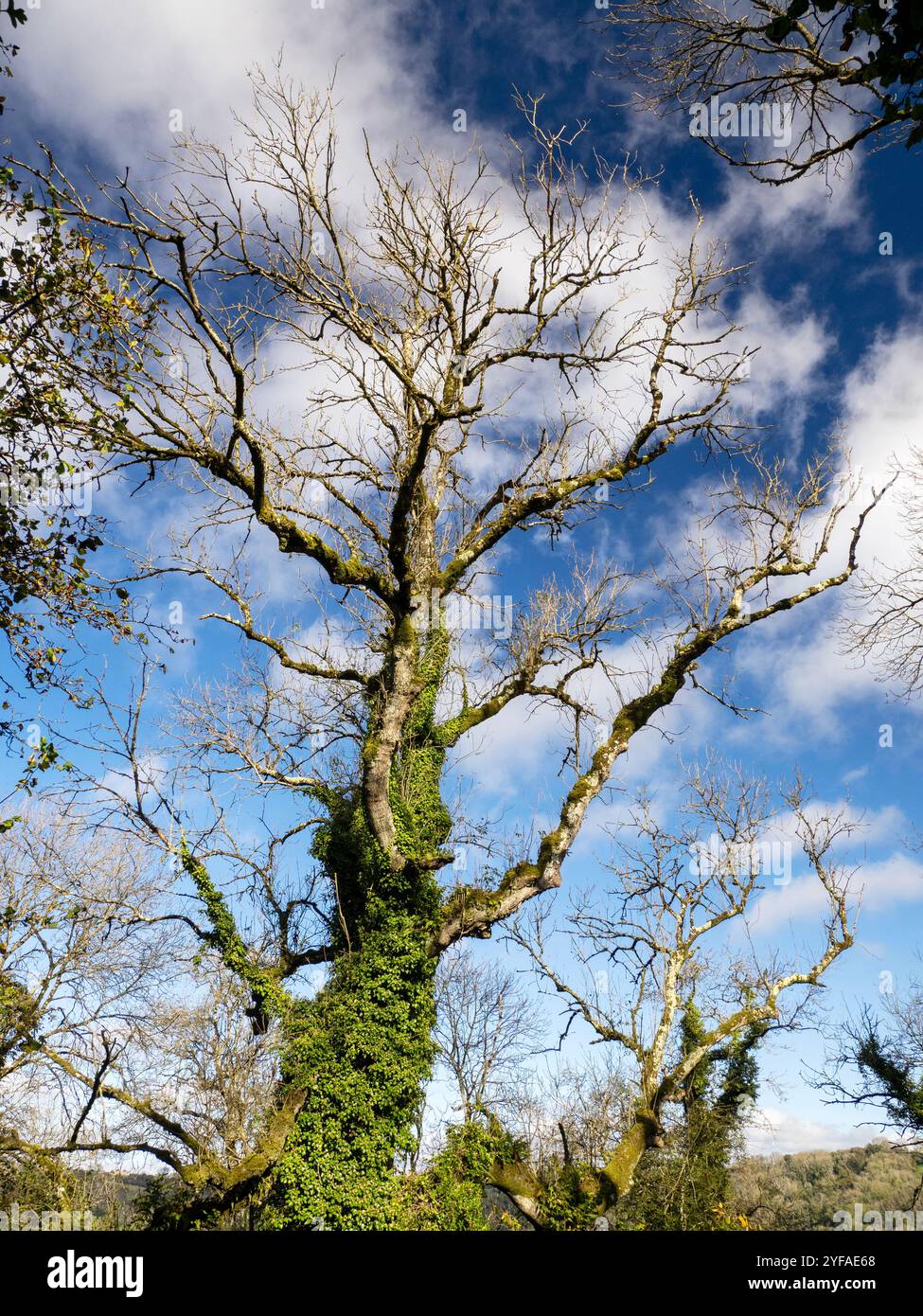 Eschen sterben an der Ash sterben zurück Krankheit in Branscombe, Devon, Großbritannien. Stockfoto