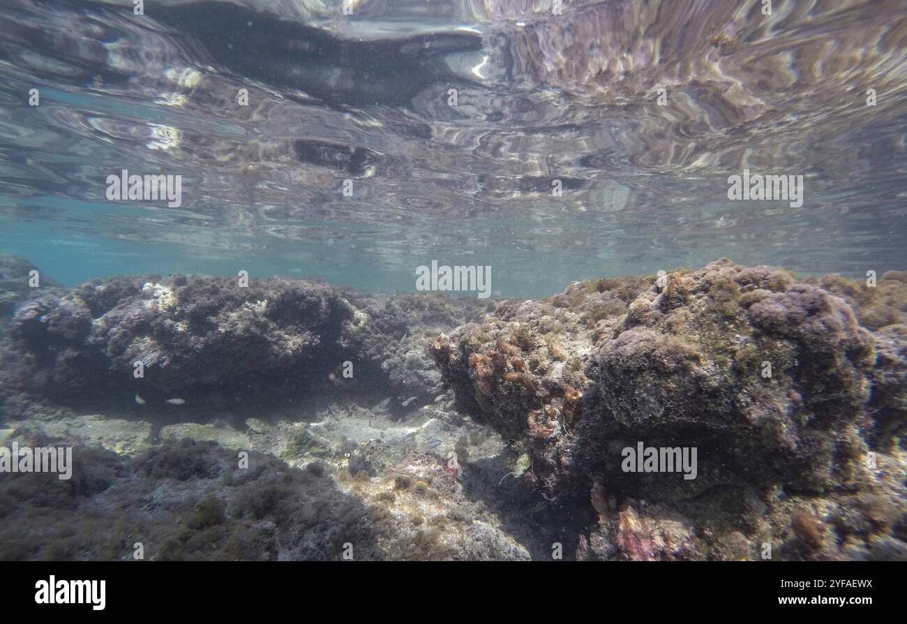 Unterwasserhintergrund mit Korallenriff-Ökosystem Stockfoto