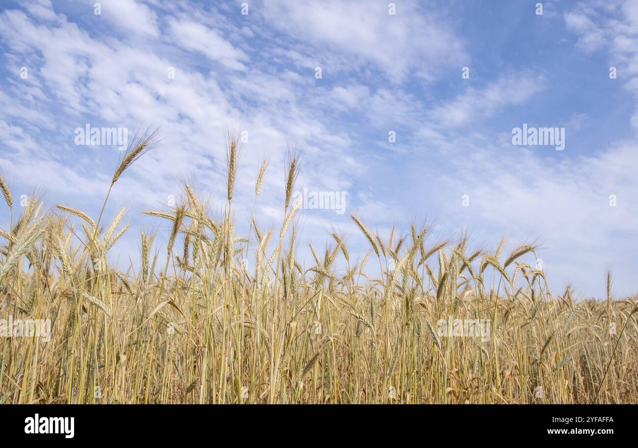 Goldenes Weizenfeld bereit für die Ernte. Landwirtschaftliches Ackerland gegen Wolkenhimmel. Lebensmittelversorgung Stockfoto