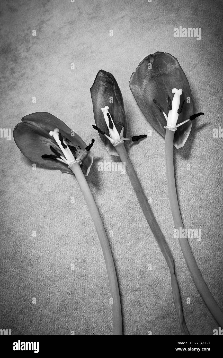 Trockene verwelkte Tulpenblüte und Blätter auf dem Boden vor grauem Hintergrund. Große Blütenknospen Stockfoto