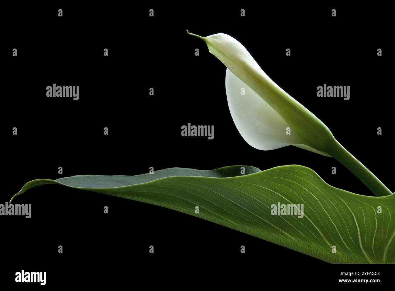 Calla-Lilienblume, ostern, mit grünem Blatt isoliert auf schwarzem Hintergrund Stockfoto