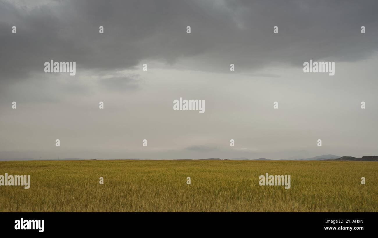 Goldene Landwirtschaft Weizenfeld bereit für die Ernte. Ländliche Getreideflächen gegen bewölkten stürmischen Himmel. Lebensmittelbedarf Stockfoto