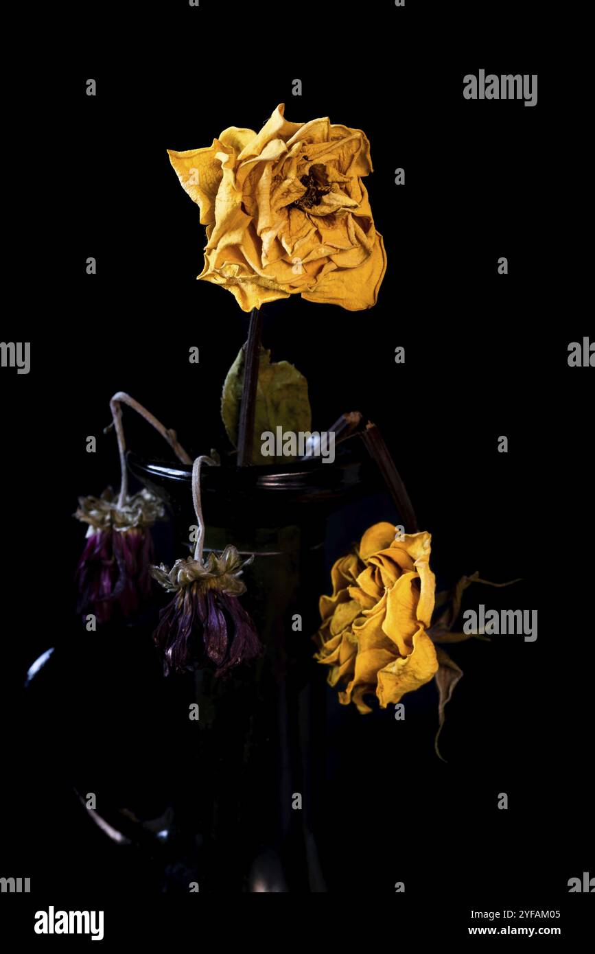 Trockene gelbe verwelkte und tote Rosenblüte auf einer Vase auf schwarzem Hintergrund Stockfoto