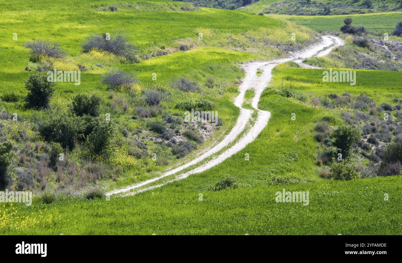 Einspurige Landstraße überquert ein grünes Wiesenfeld im späten Frühling Stockfoto