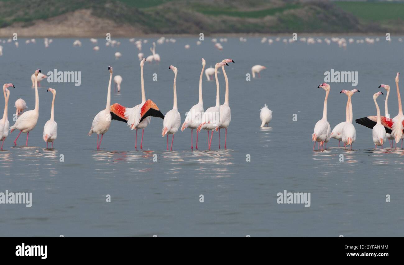 Flamingovögel mit Reflexionen, Spaziergang am Salzsee von Larnaka in Zypern Stockfoto