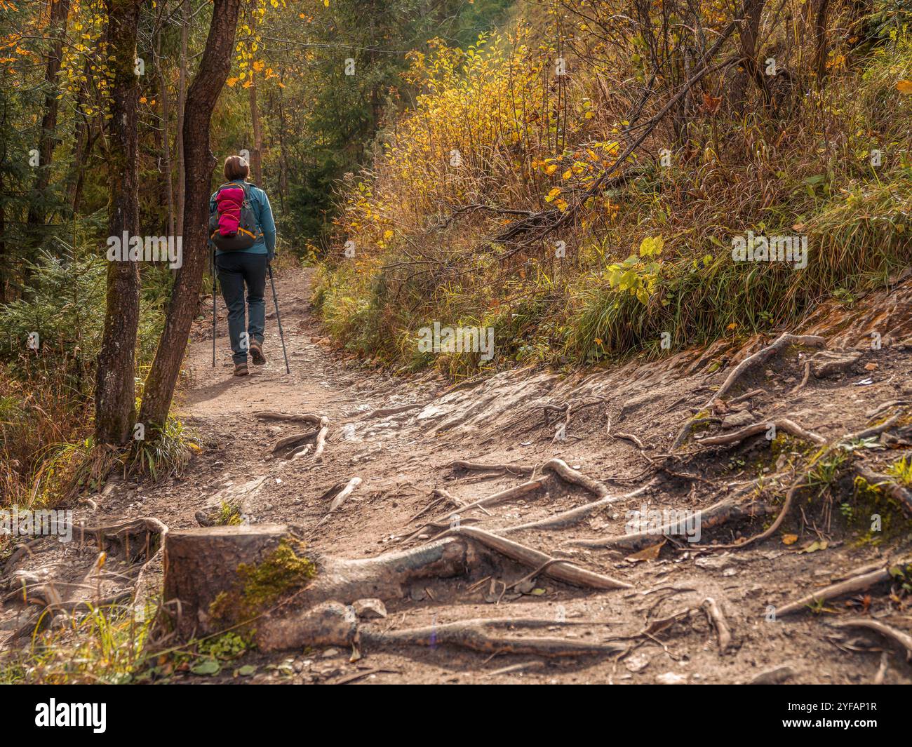 Eine weibliche Touristin, die auf einem felsigen Pfad in einem bunten Herbstwald, umgeben von Bäumen und einem fließenden Bach, wandert. Die ruhige Landschaft weckt einen Sinn Stockfoto