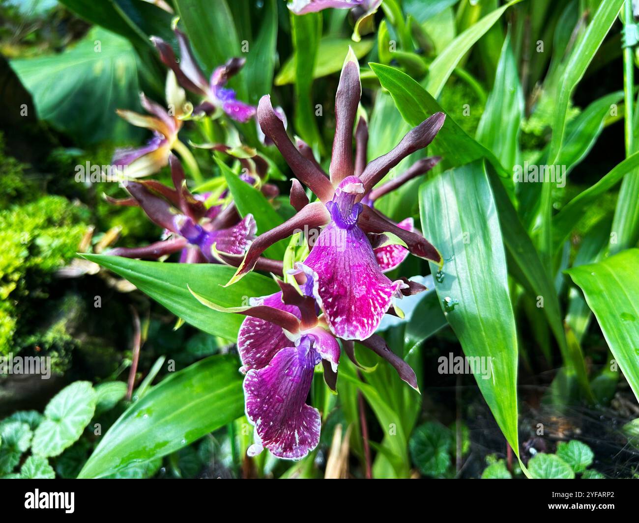 Singapur - 13. August 2024: Orchideenblüten im National Orchid Garden Singapur Stockfoto