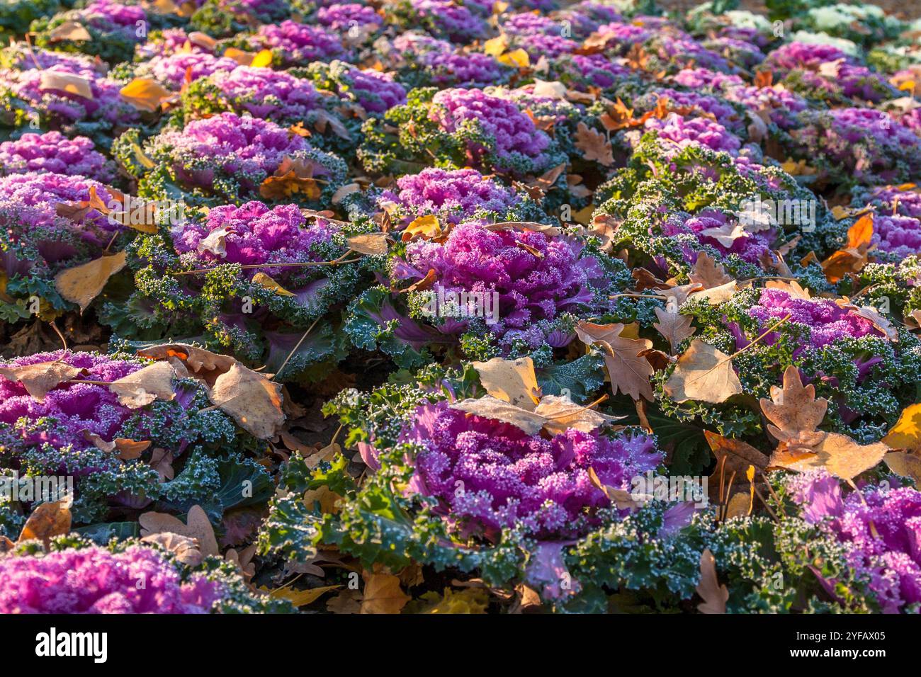 Hintergrund. Zierblühender Grünkohl, Feld des violetten Zierkohls (Brassica oleracea). Vegetales Muster. Stockfoto