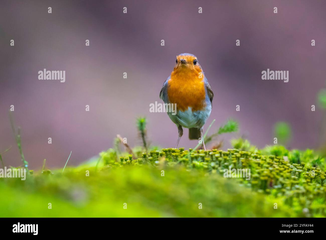 Nahaufnahme eines europäischen robin Erithacus rubecula auf der Suche in einem Wald Stockfoto