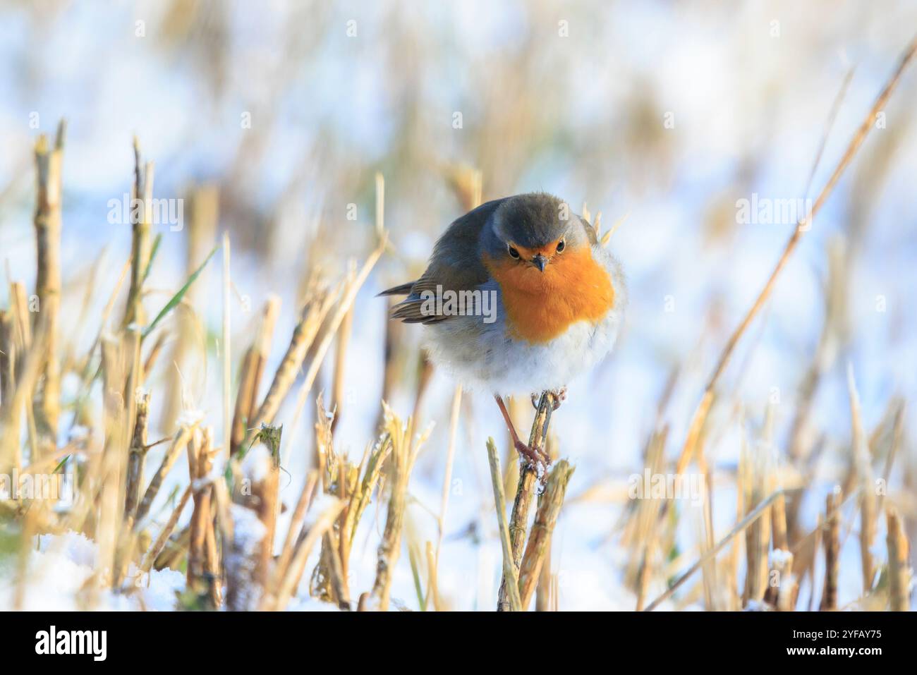 Nahaufnahme eines europäischen Rotkehlchen Erithacus rubecula, der im Schnee auf Nahrungssuche ist Während der Wintersaison Stockfoto