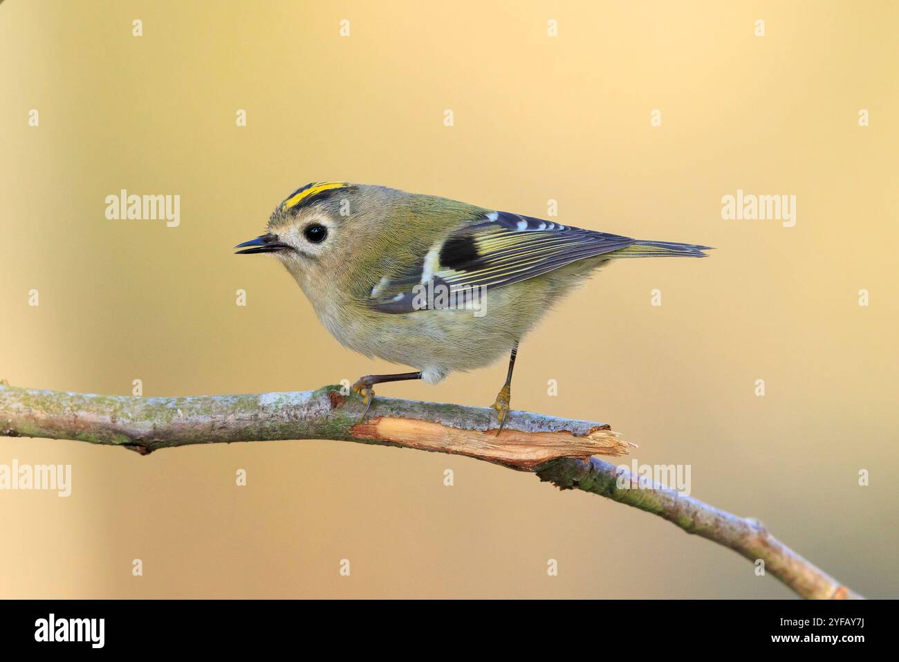 Nahaufnahme eines Goldcrest-Vogels, Regulus regulus, der durch Äste von Bäumen und Sträuchern fortschiert Stockfoto