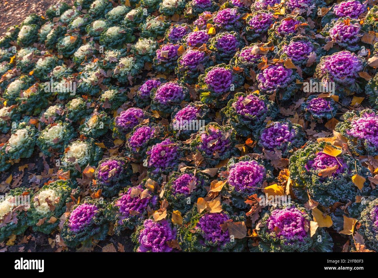 Hintergrund. Zierblühender Grünkohl. Feld von violettem und weißem Zierkohl (Brassica oleracea). Vegetales Muster. Stockfoto