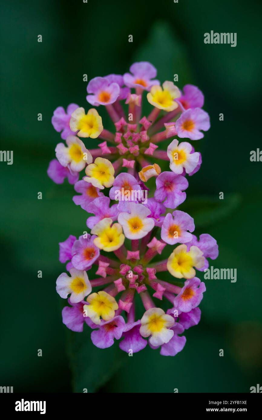 Nahaufnahme von zwei lantana-Blumen Stockfoto