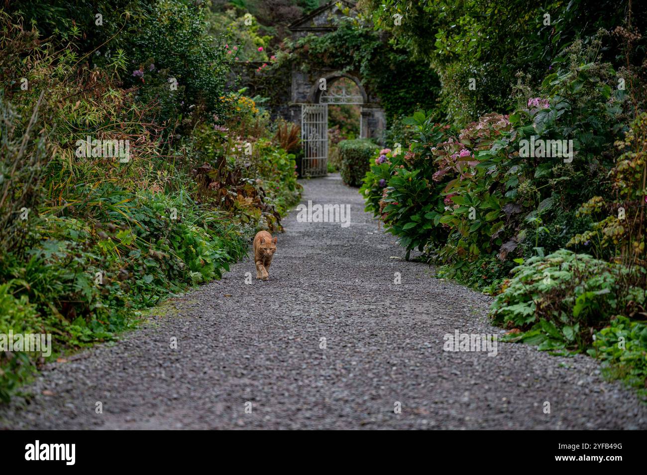 Katze, die in einem Garten spazierengeht Stockfoto