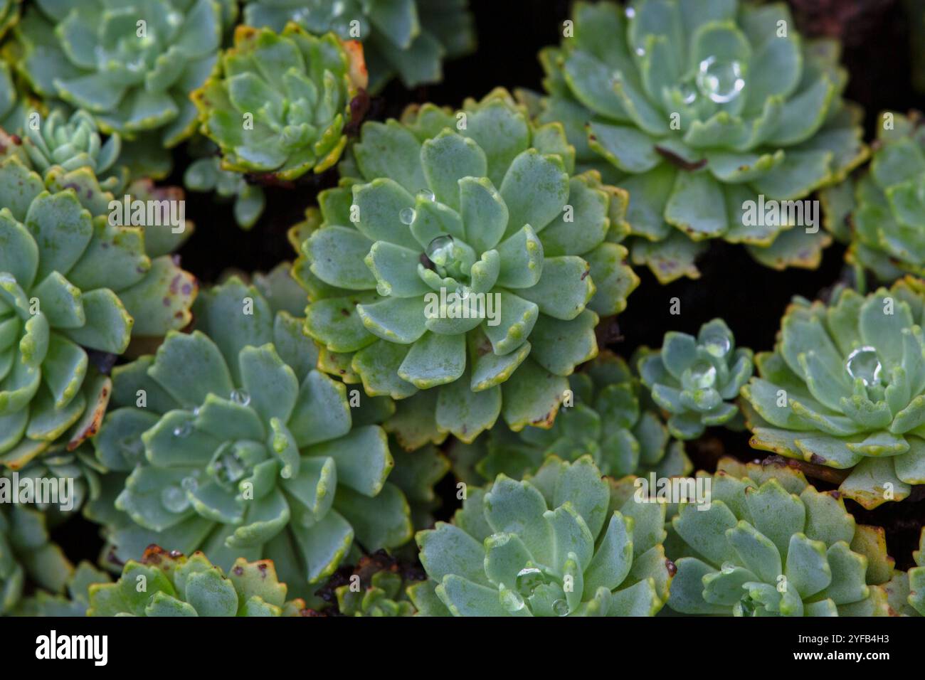 Nahaufnahme des Laubs von Grausteinpfropfen (Rhodiola pachyclados) in einem Garten im Herbst Stockfoto