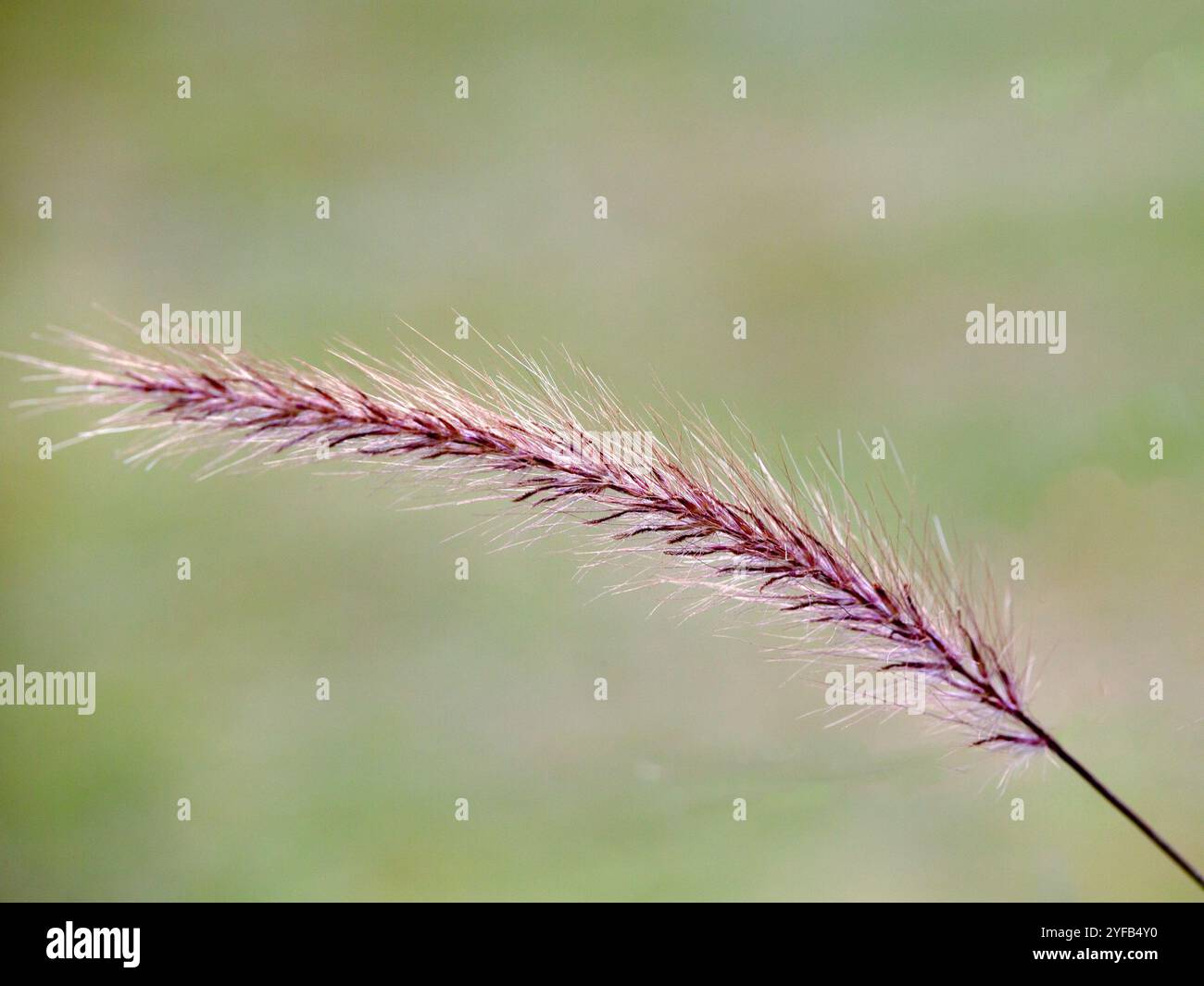 Nahaufnahme der Blume von Pennisetum advena 'rubrum' in einem Garten im Herbst Stockfoto