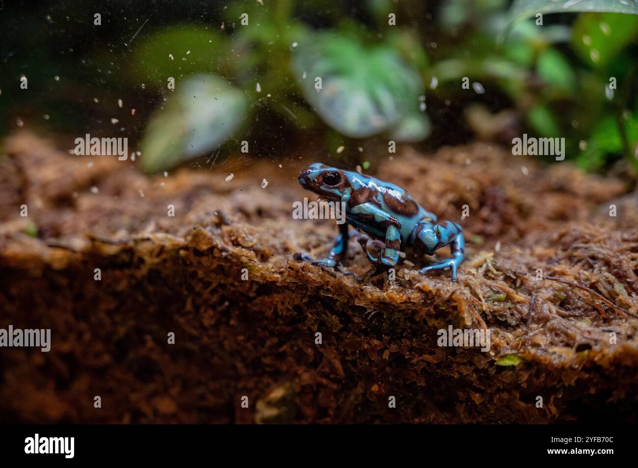 Frösche im Terrarium im Smithsonian National Museum of Natural History Stockfoto