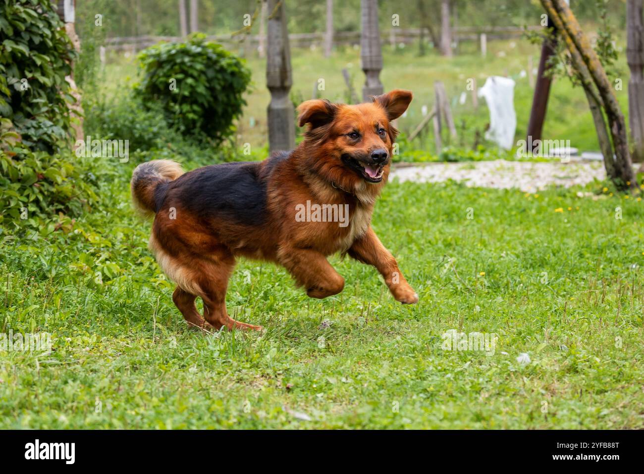 Ein brauner und schwarzer Hund, der auf grünem Gras läuft, voller Energie und Spannung, mit verschwommenem Hintergrund. Stockfoto