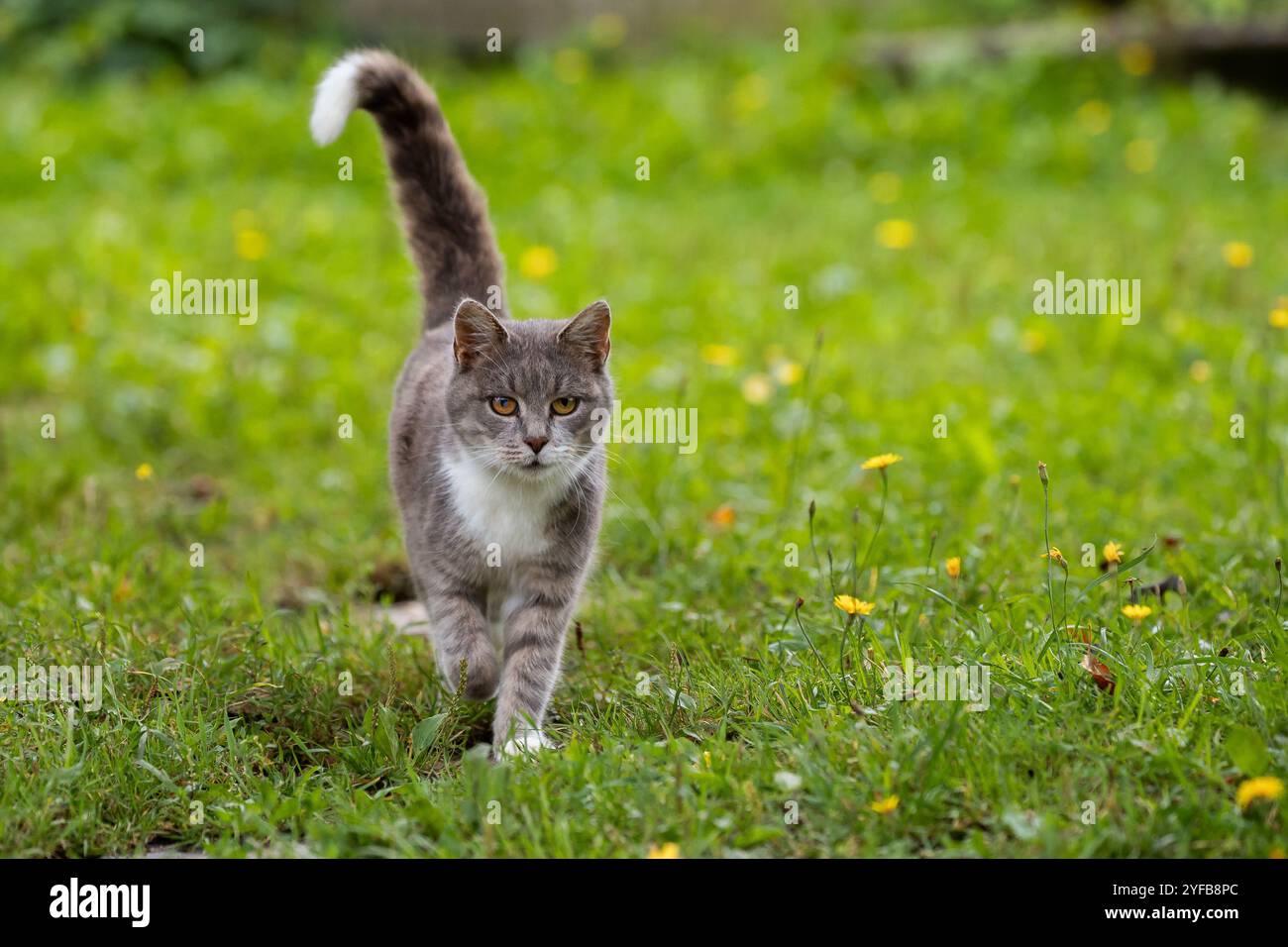 Neugierige graue Katze mit weißem Schwanz spaziert durch ein lebhaftes Feld aus grünen und gelben Wildblumen. Stockfoto