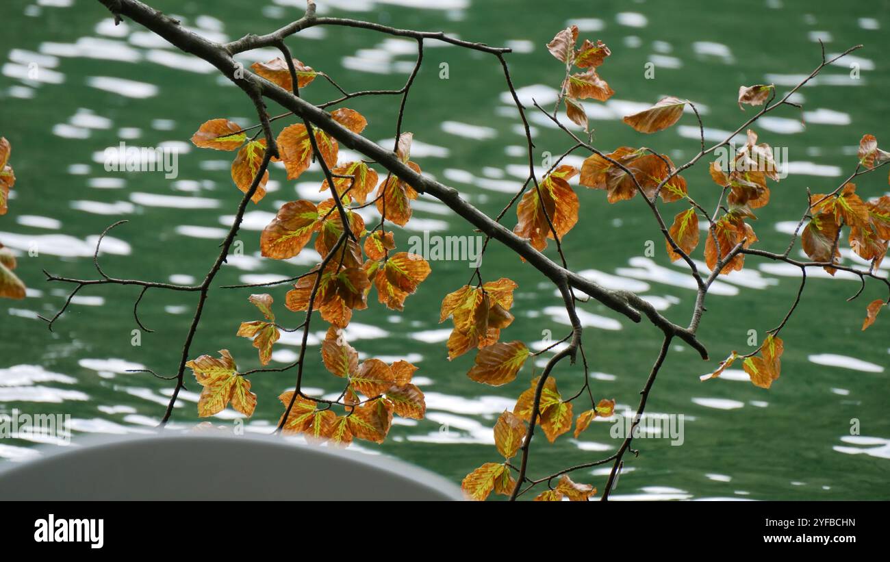 Herbstlaub mit Wasser Stockfoto