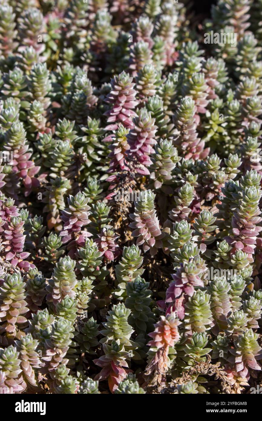 Nahaufnahme der saftigen Blätter von aa soutbossie, die entlang der oberen Gezeitenbecken am Diaz Point in Lüderitz, Namibia wachsen Stockfoto