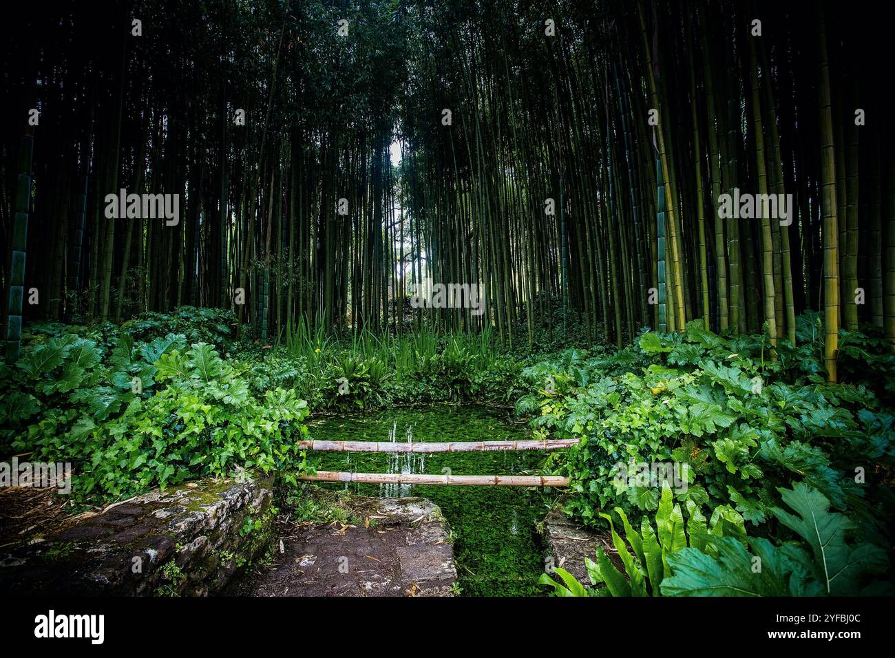 Botanischer Garten mit Pflanzen, bunten Blumen, faszinierenden Pflanzenarten an einem regnerischen Tag mit bewölktem Himmel Stockfoto