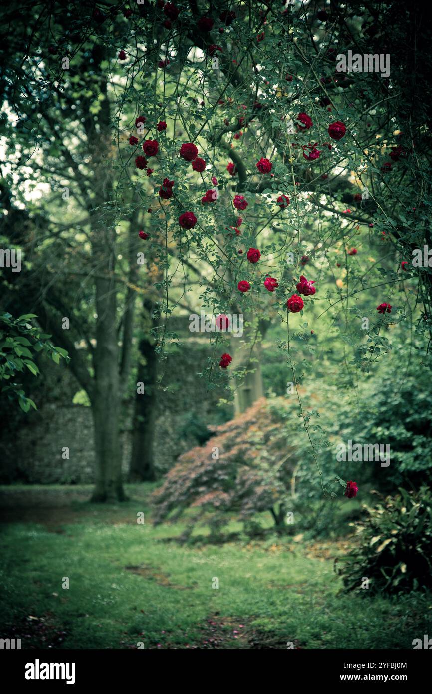Botanischer Garten mit Pflanzen, bunten Blumen, faszinierenden Pflanzenarten an einem regnerischen Tag mit bewölktem Himmel Stockfoto