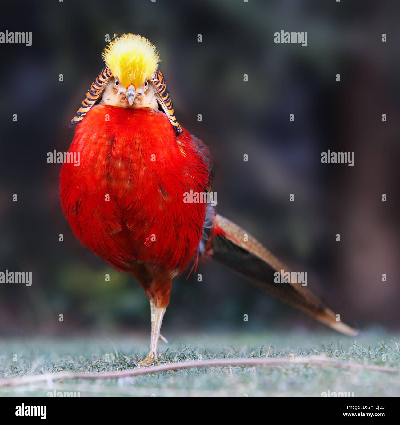 Goldener Fasan in wilder Natur Stockfoto
