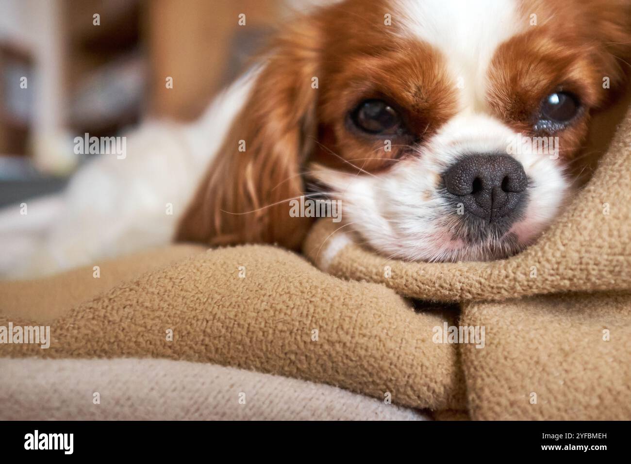 Blenheim König Charles Cavalier Spaniel liegt auf einer beigen Decke Stockfoto