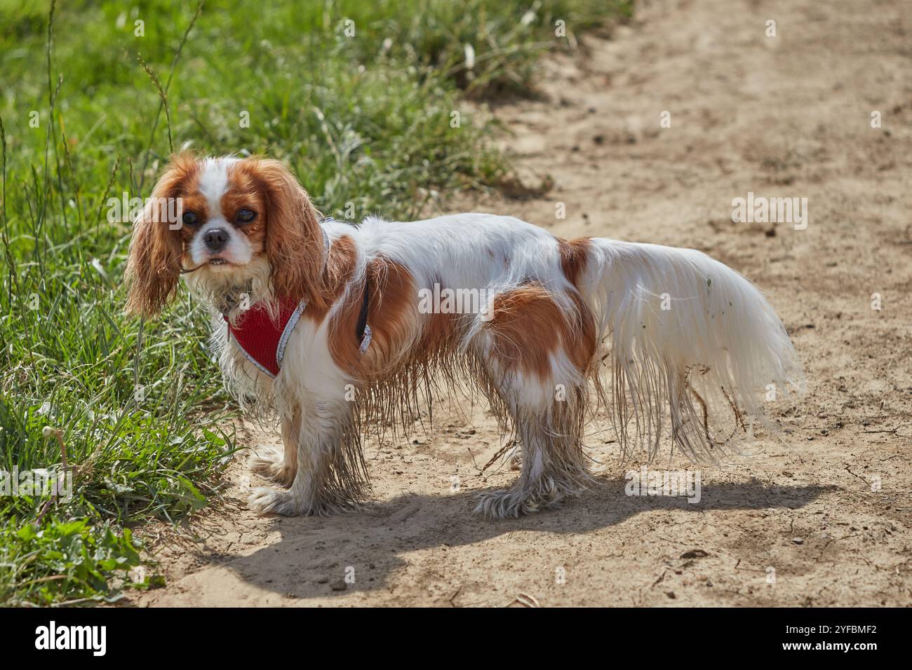 Ein nasser King Charles Cavalier Spaniel Sandweg. Stockfoto