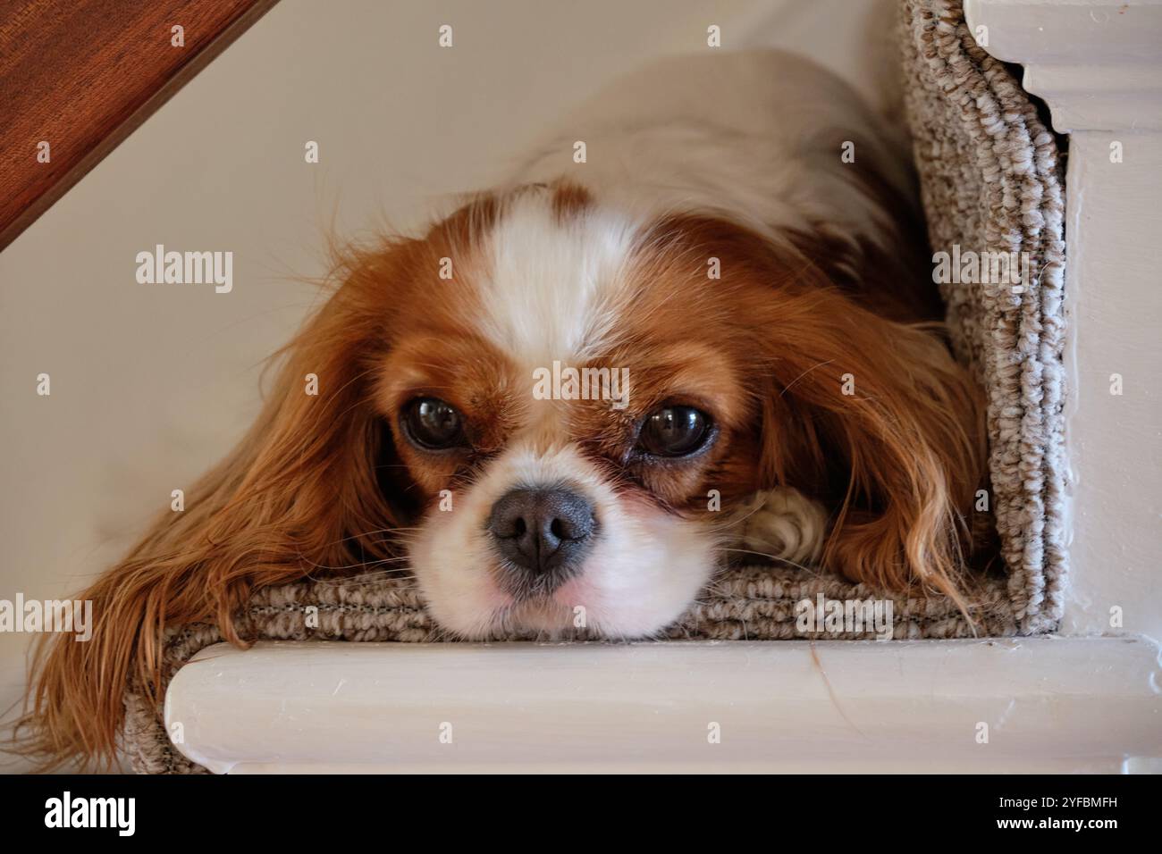 Blenheim König Charles Cavalier Spaniel liegt auf der Treppe. Stockfoto