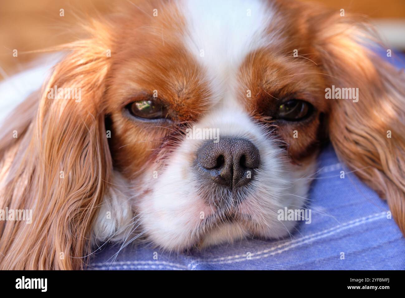 Blenheim König Charles Cavalier Spaniel. Stockfoto