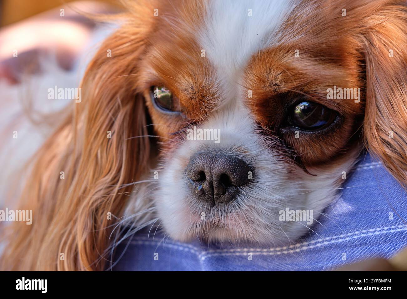 Blenheim König Charles Cavalier Spaniel. Stockfoto