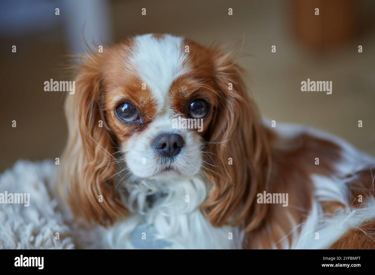 Blenheim König Charles Cavalier Spaniel. Stockfoto