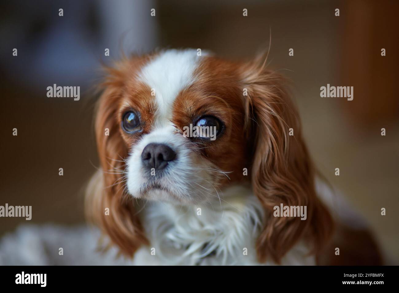Blenheim König Charles Cavalier Spaniel. Stockfoto