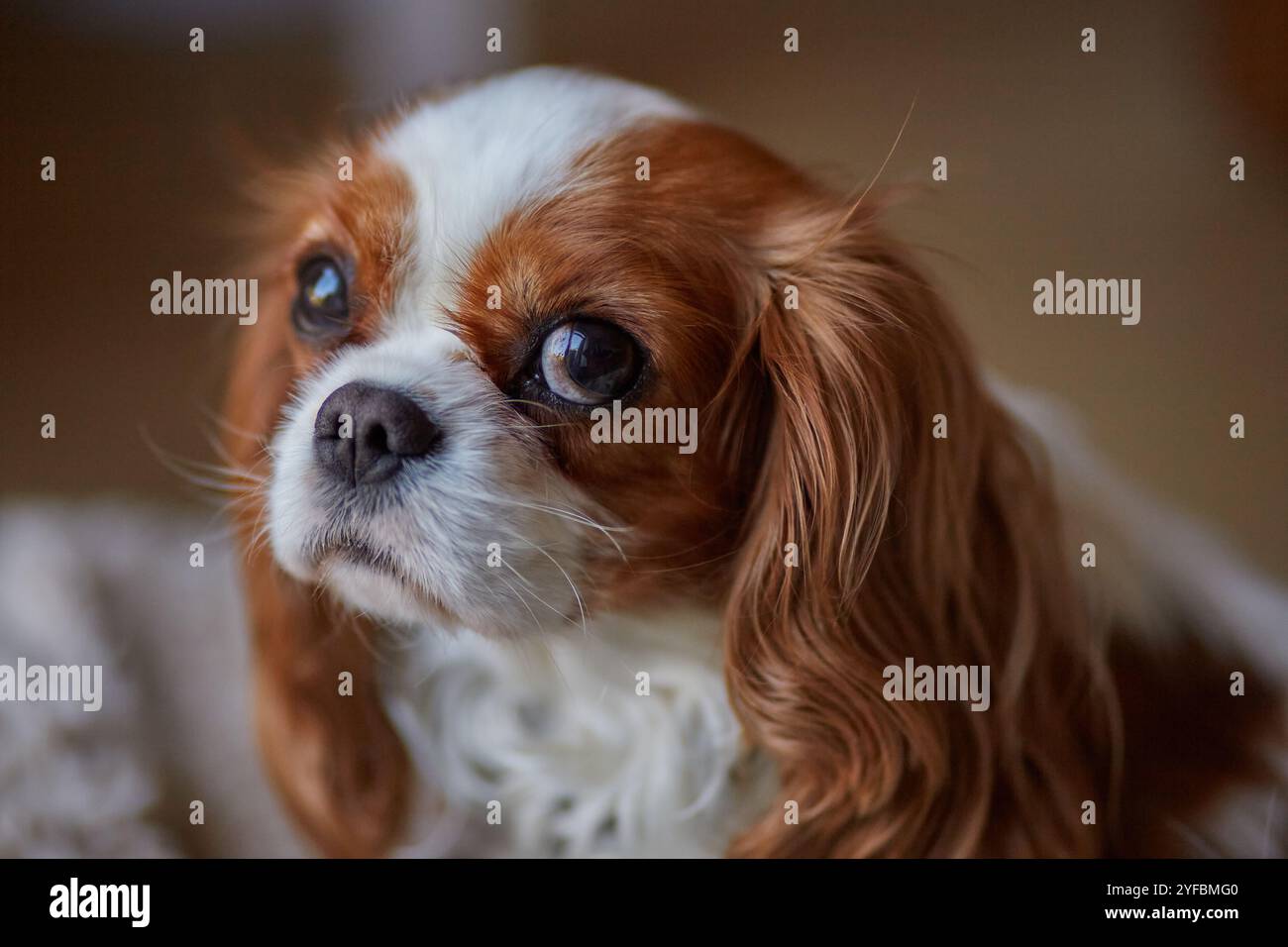 Blenheim König Charles Cavalier Spaniel. Stockfoto