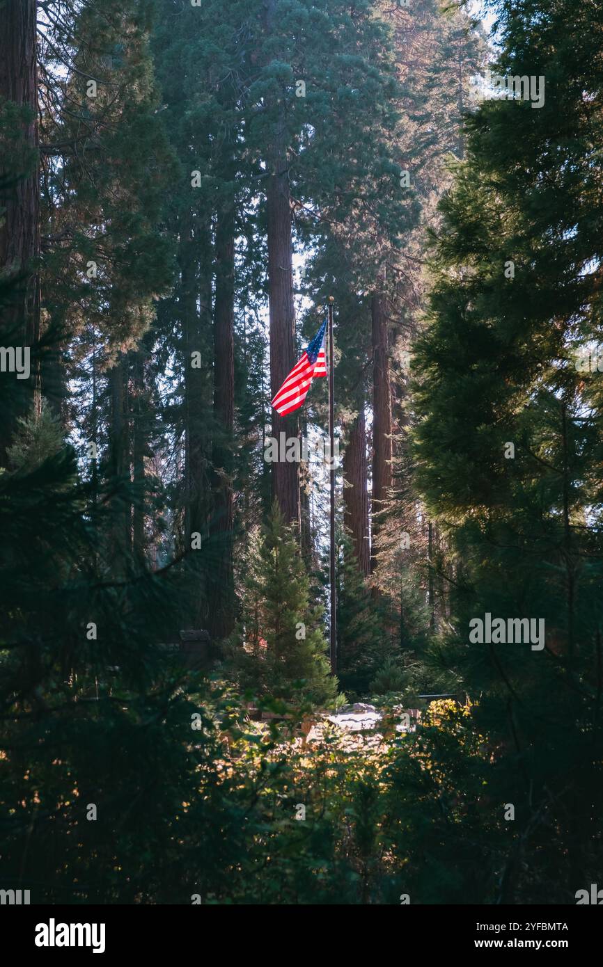 US-Flagge, Sequoia-Nationalpark Stockfoto